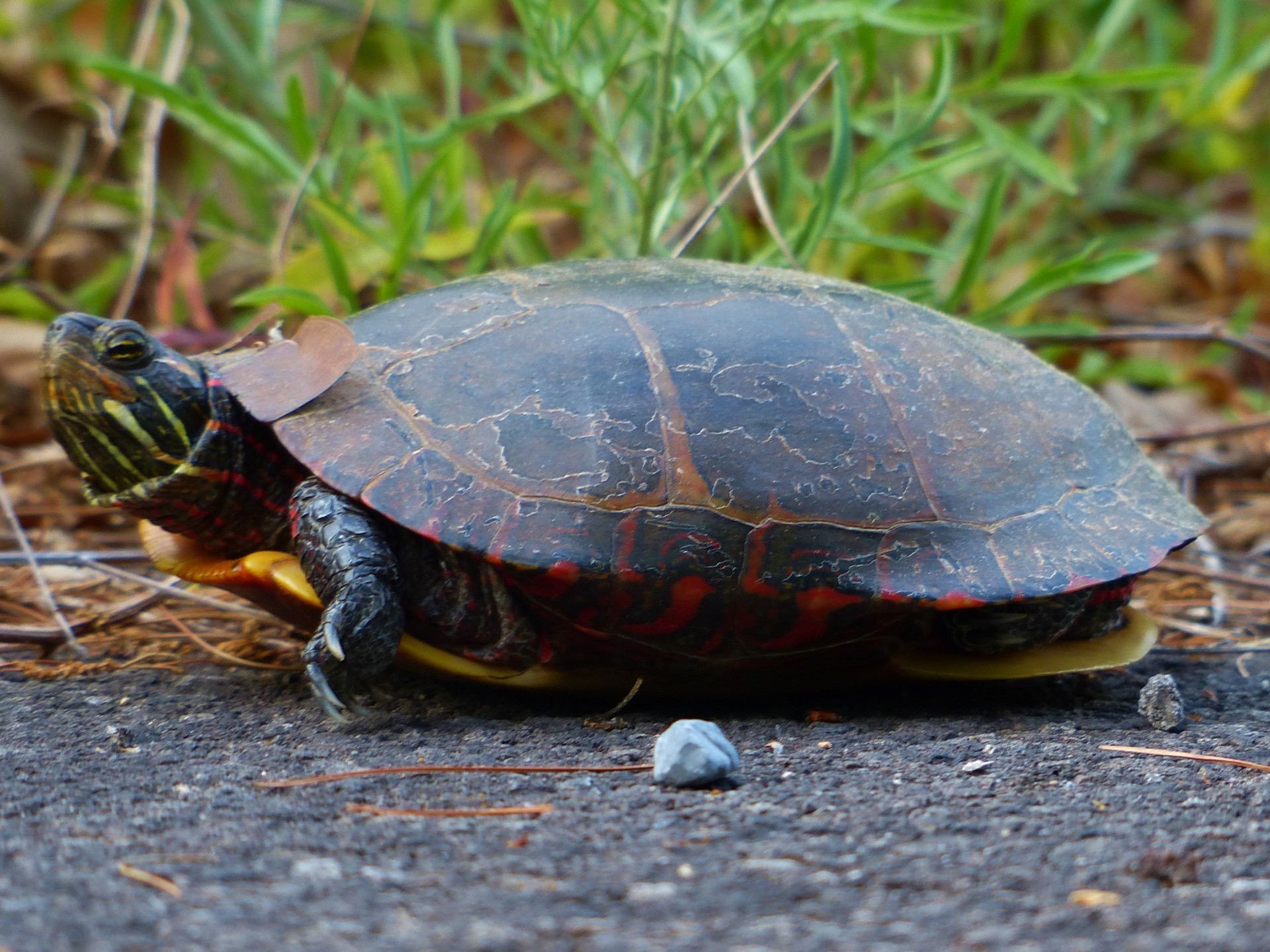 turtle reptile shell free photo