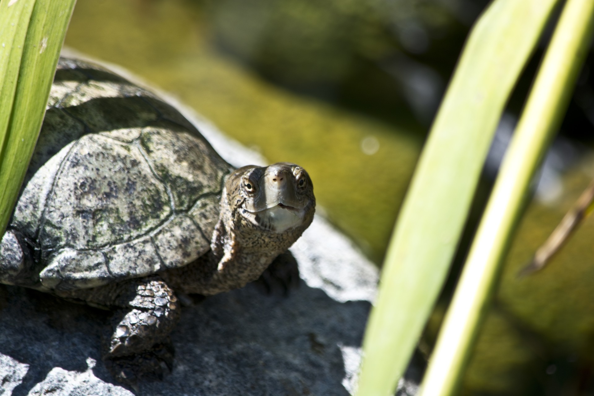 turtle animal nature free photo