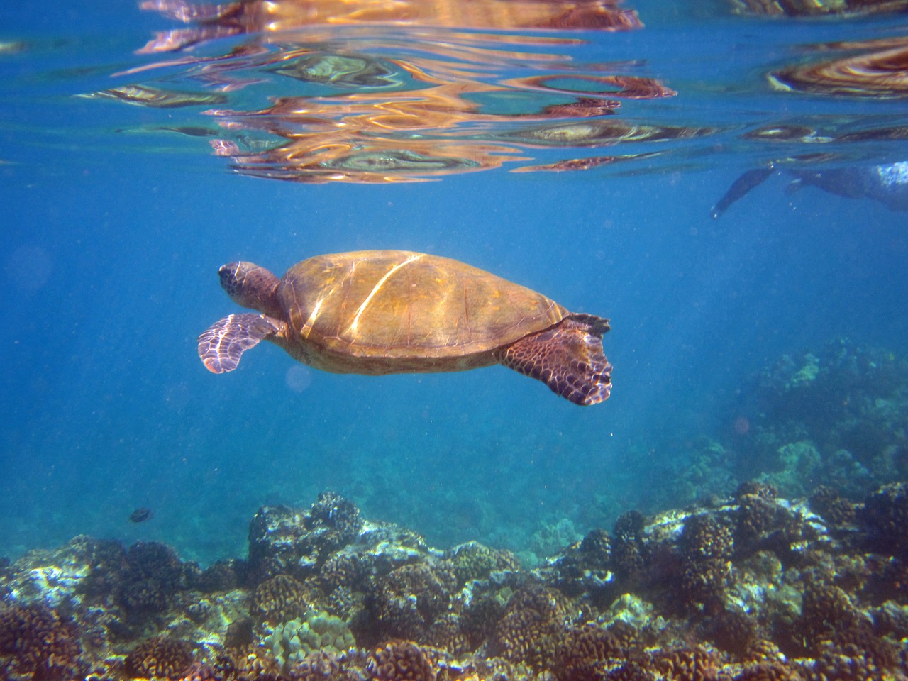 turtle animal hawaii free photo