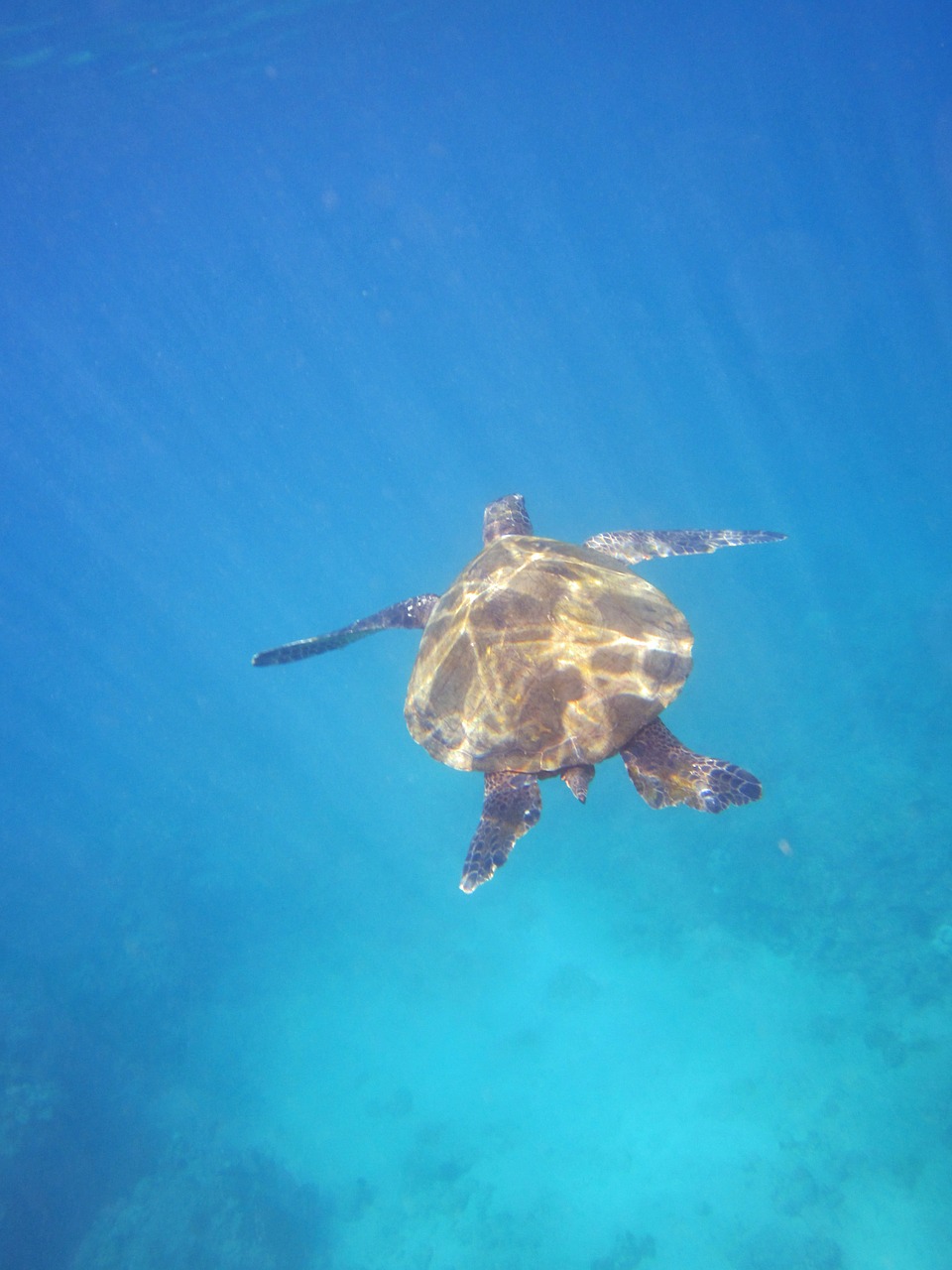 turtle animal hawaii free photo