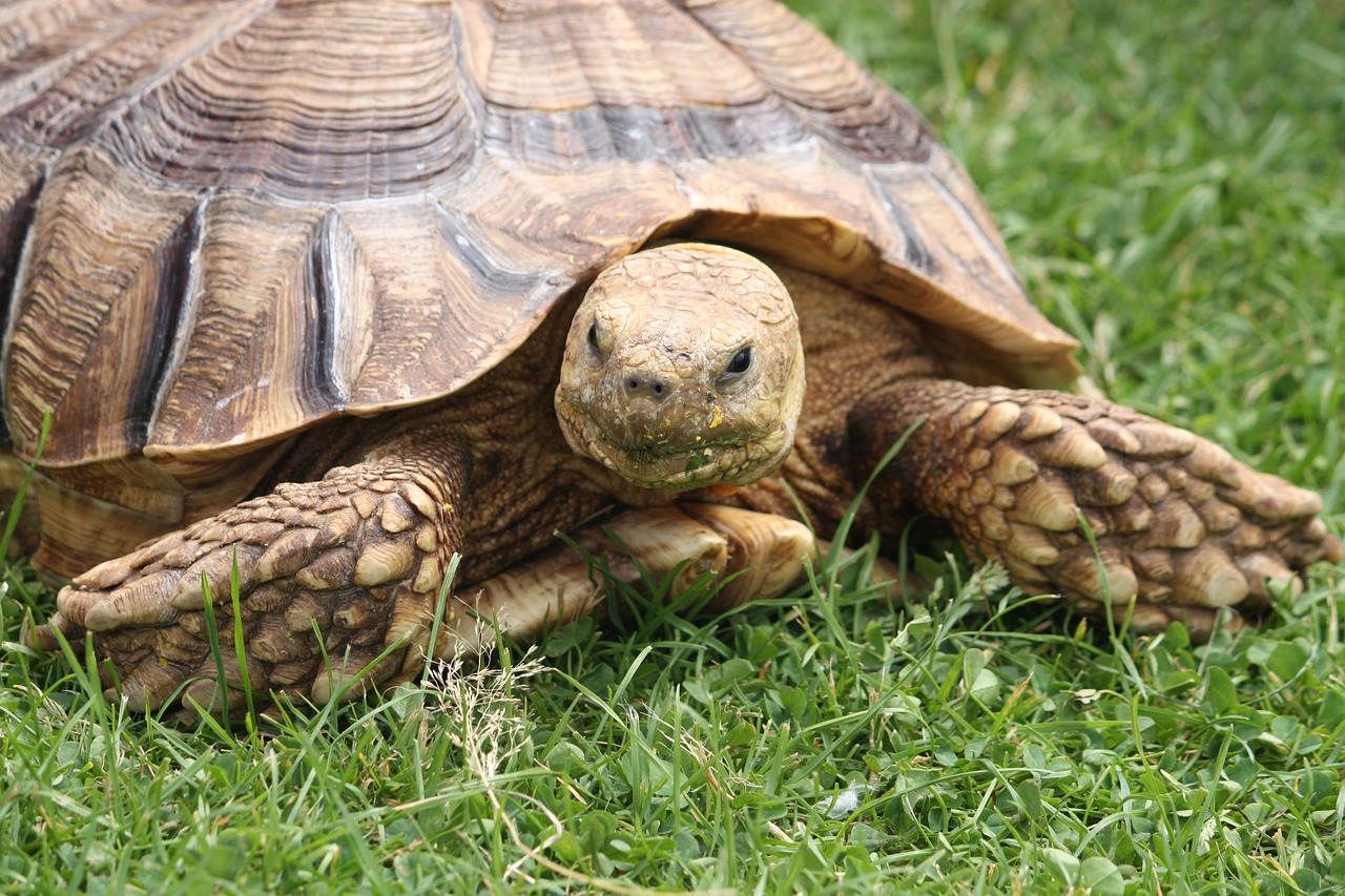 turtle nature reptile free photo