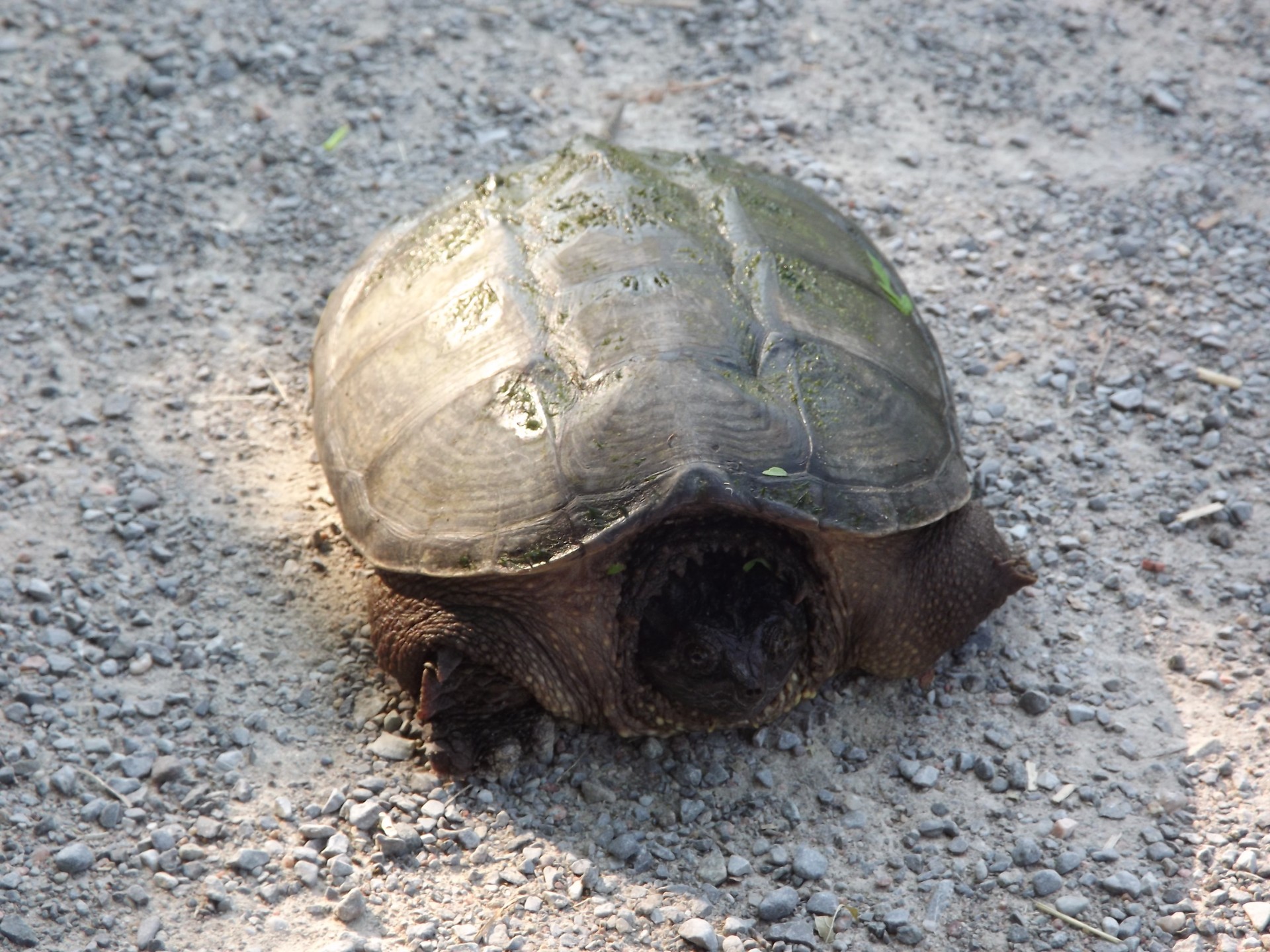 turtle snapping turtle shell free photo