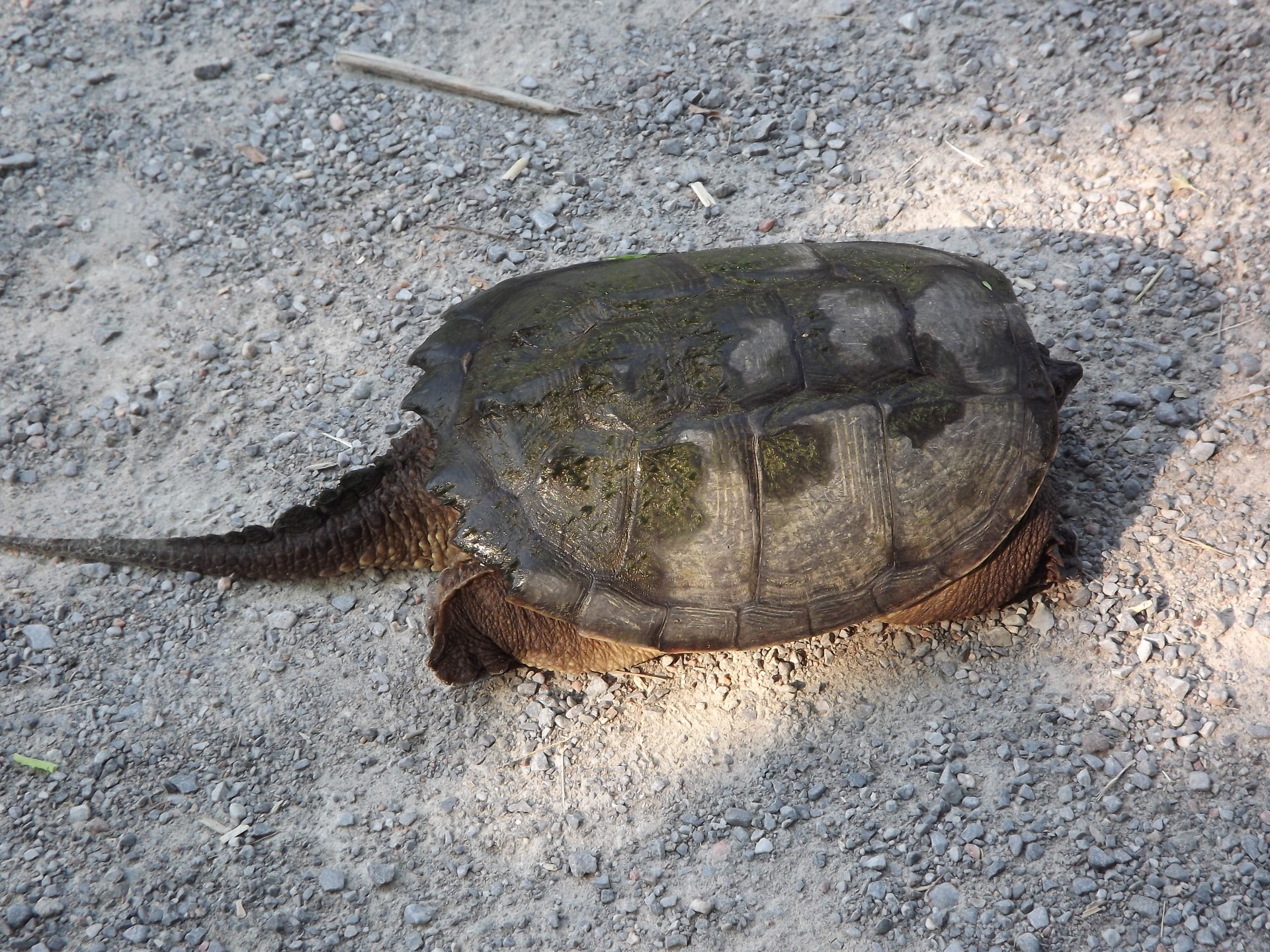 turtle snapping turtle shell free photo