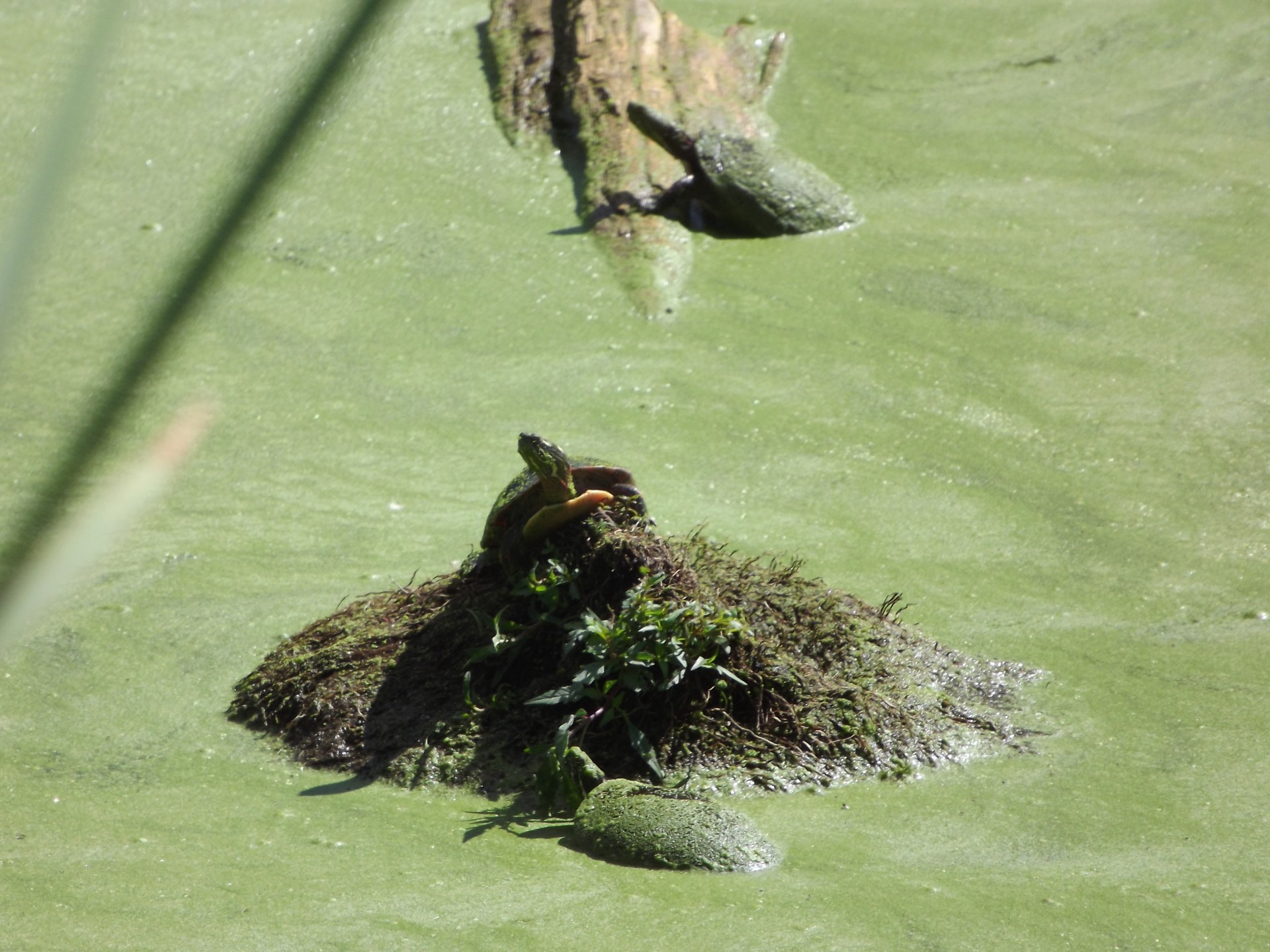 turtles algae pond free photo