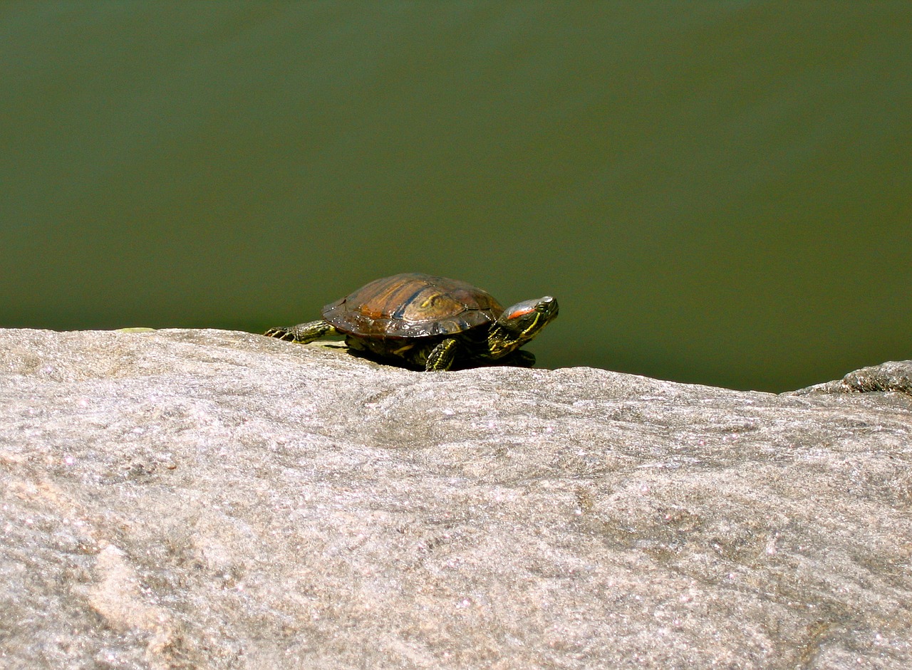 turtle animal amphibian free photo