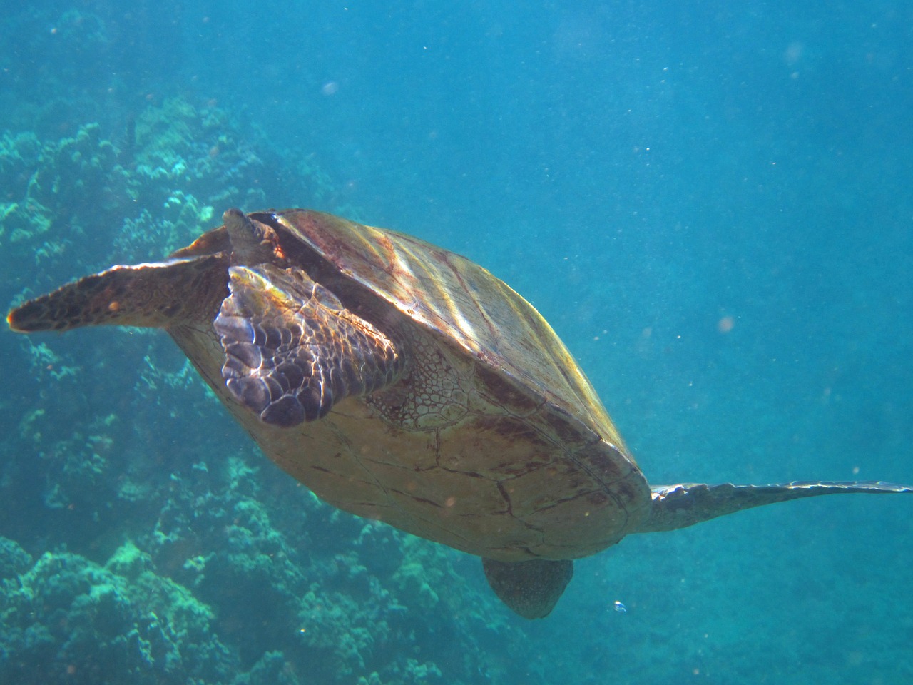 turtle hawaii panzer free photo