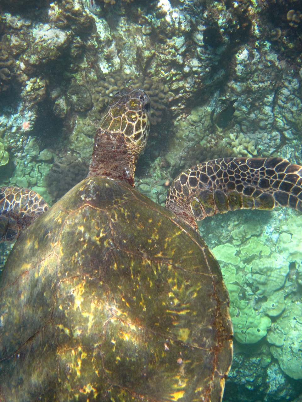 turtle hawaii panzer free photo