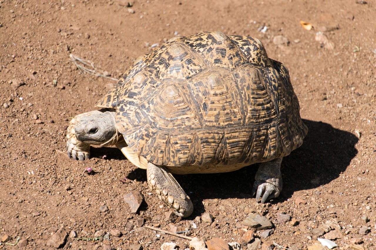 turtle leopard tortoise testudinidae free photo