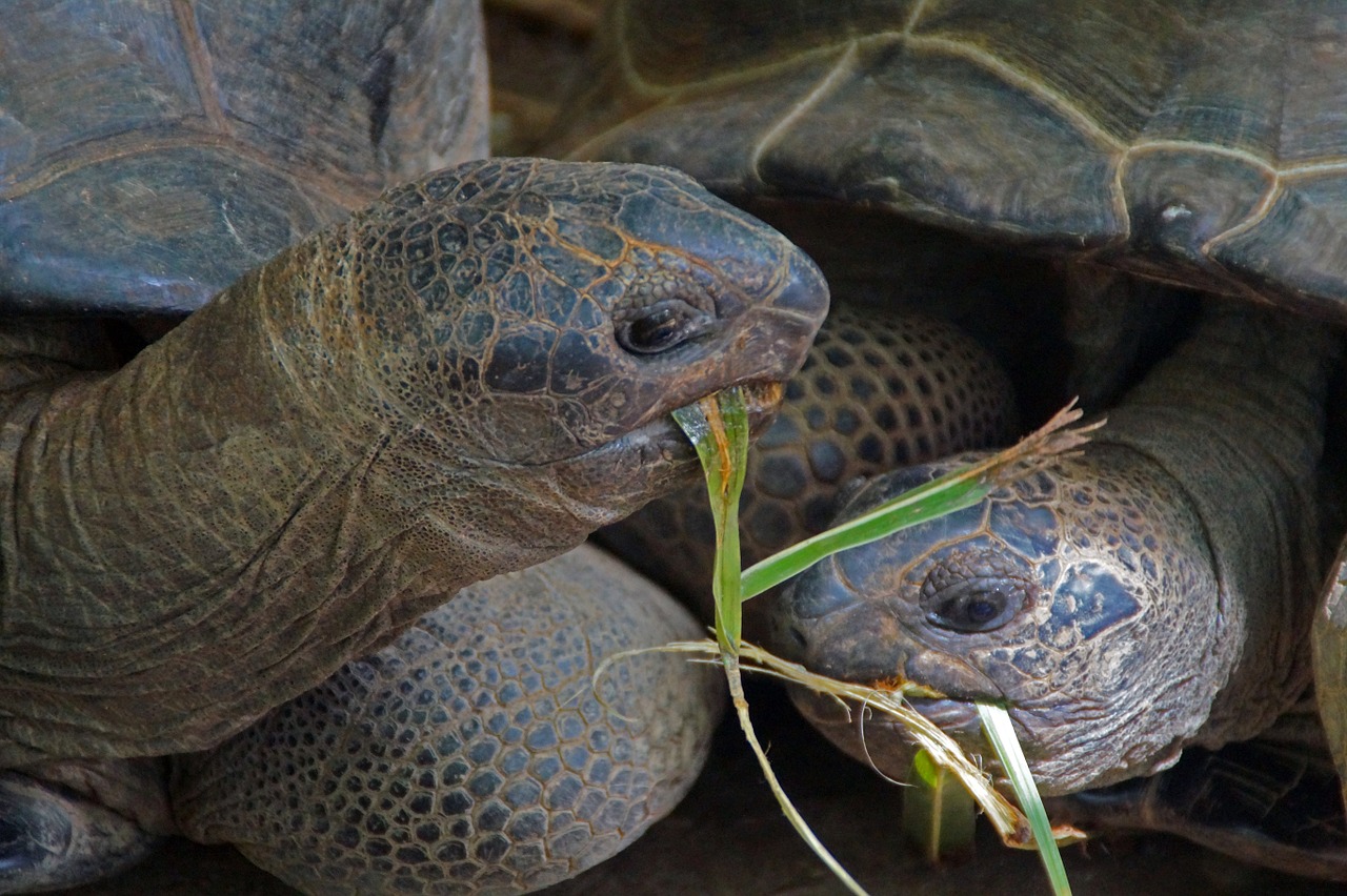 turtle animal animals free photo