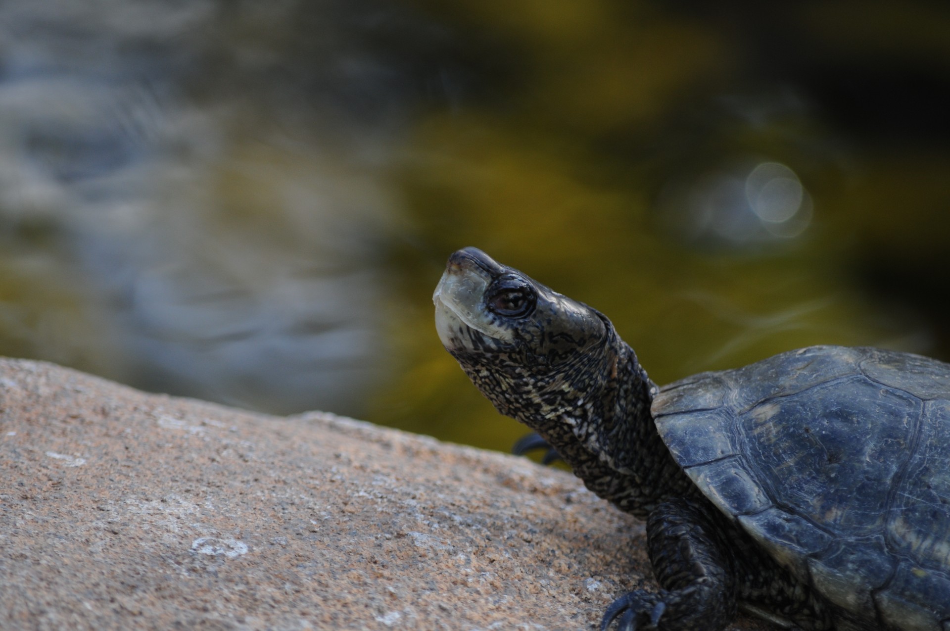 turtle reptile close-up free photo