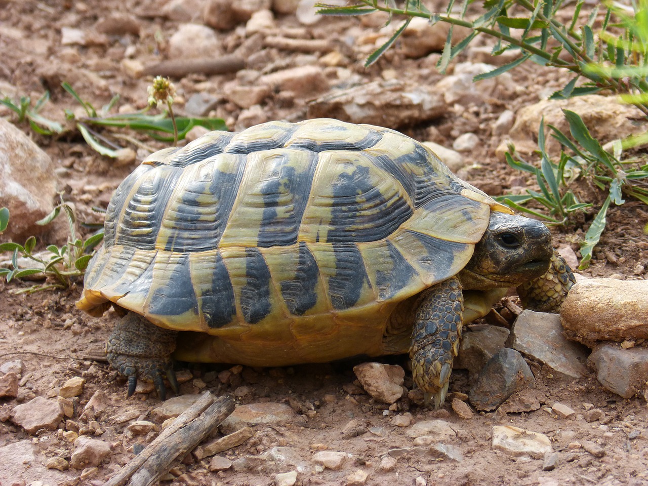 turtle mediterranean tortoise land turtle free photo