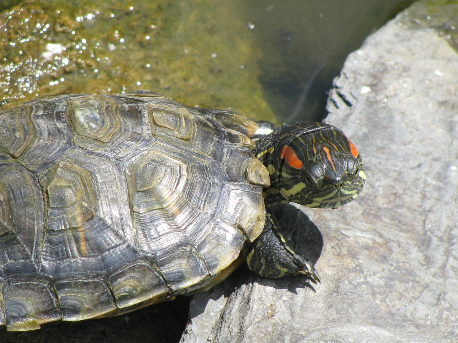 turtles tortoise pond free photo