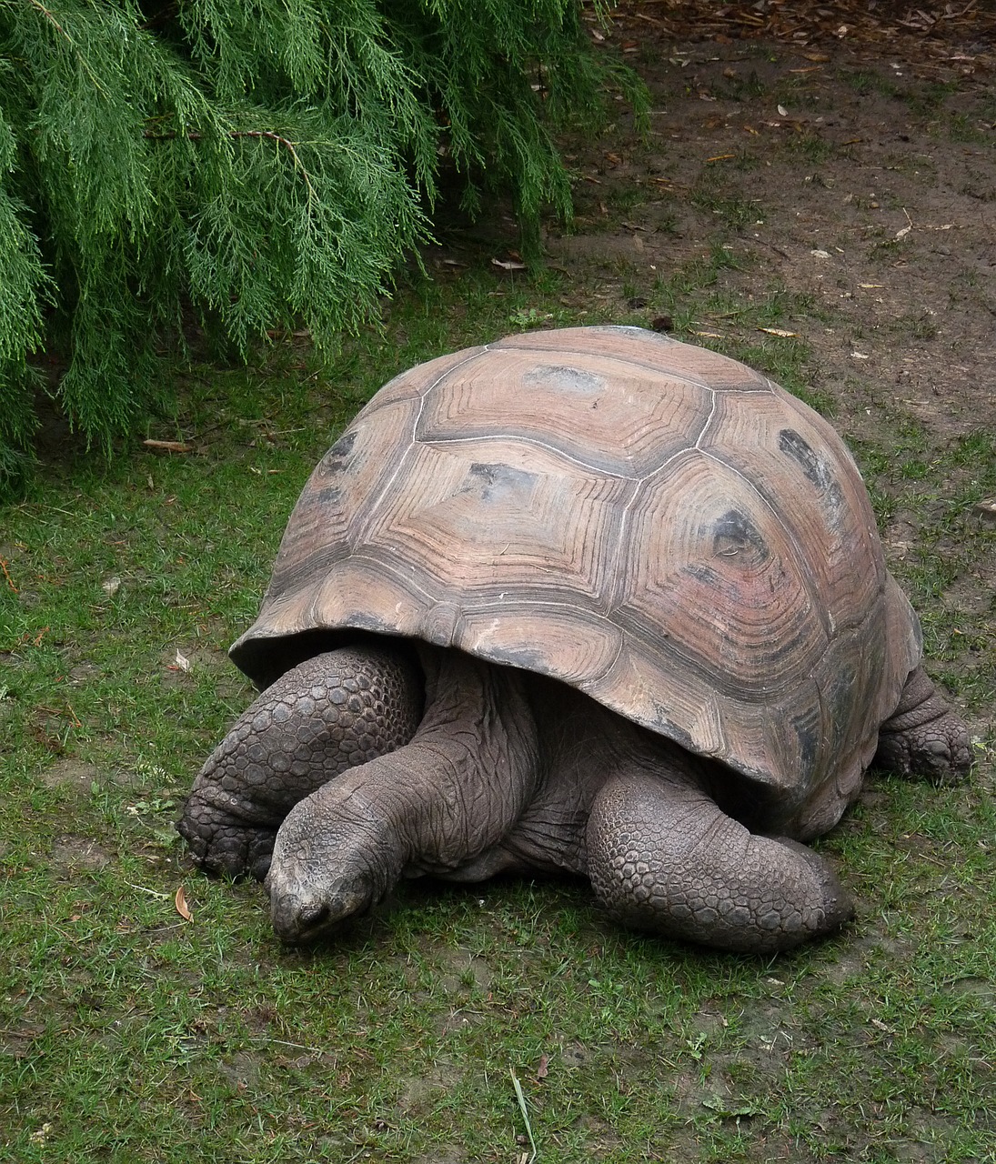 turtle animal carapace free photo