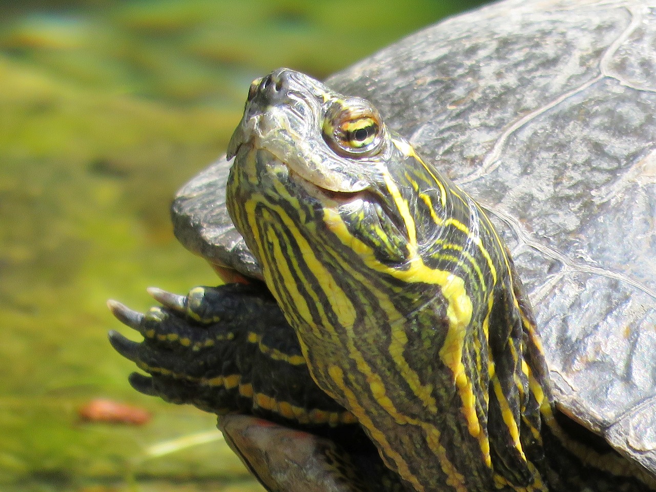 turtle turtle head tortoise free photo