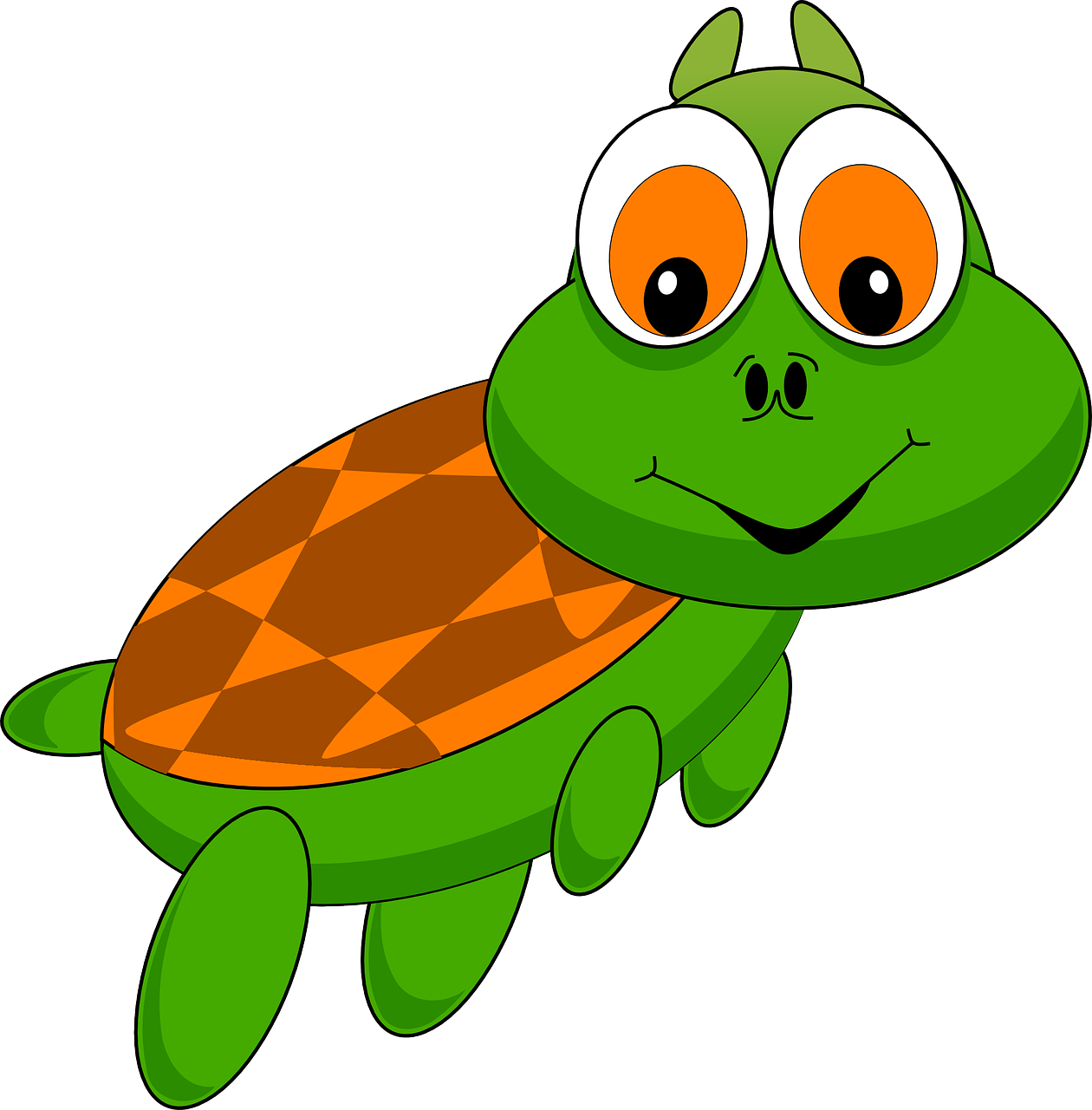 turtle tortoise animal free photo