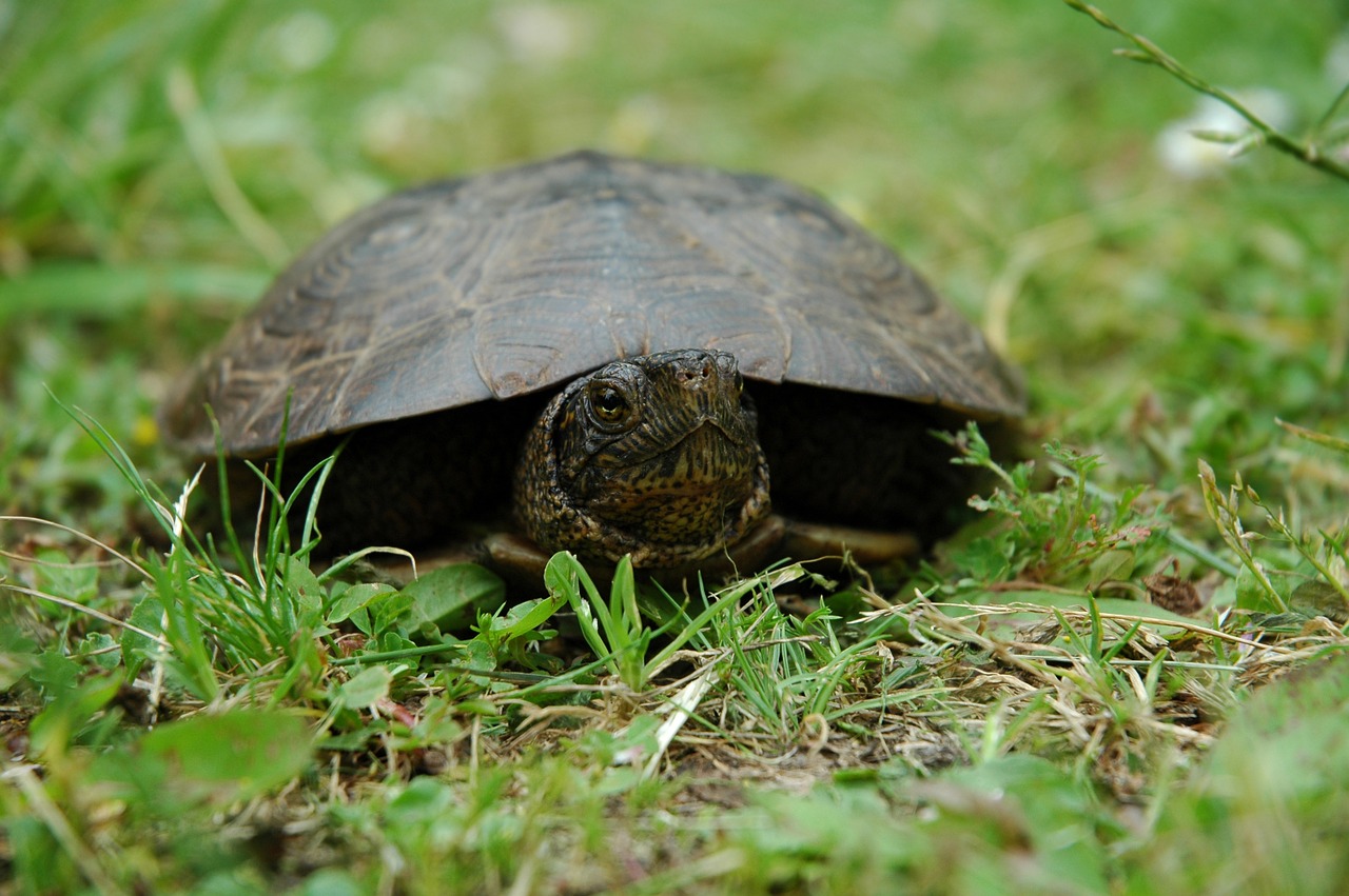 turtle animal wildlife free photo