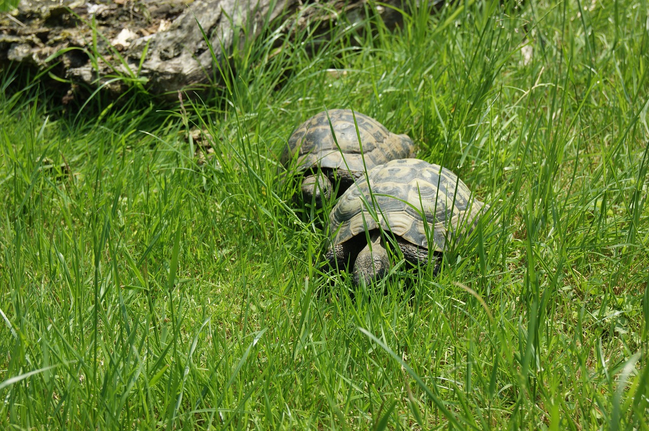 turtle nature reptile free photo