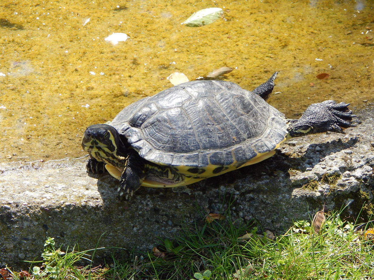 turtle zoo water free photo