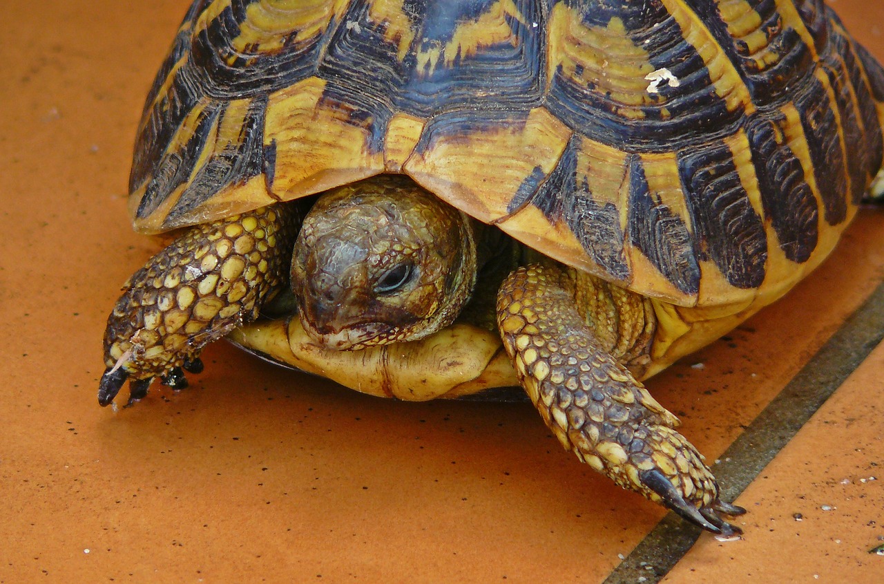 turtle animal panzer free photo