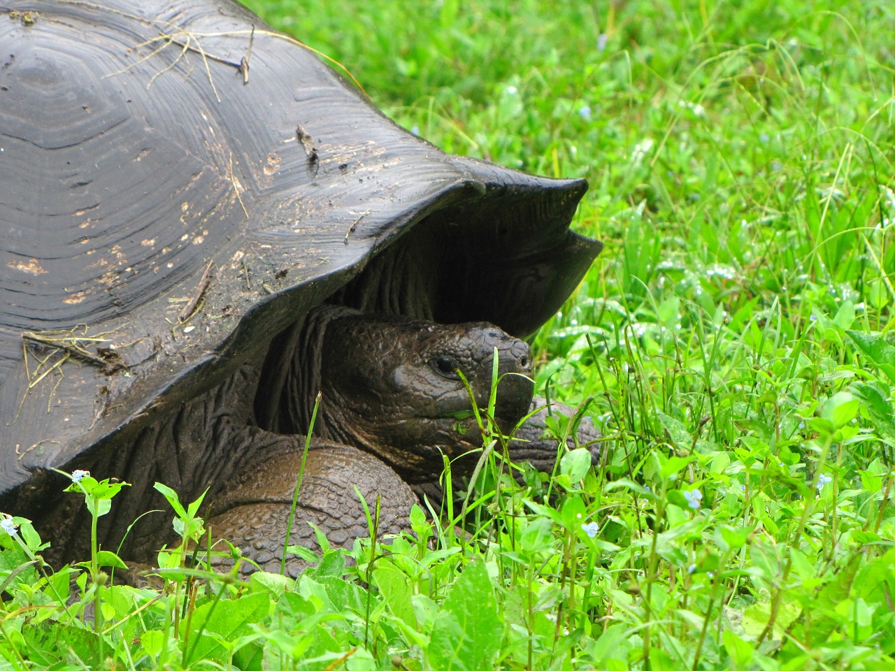 turtle galapagos island nature free photo