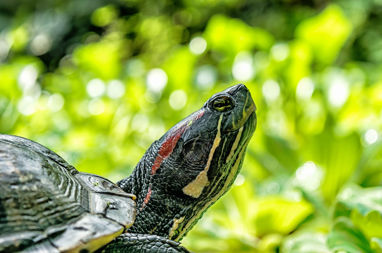 turtle water water turtle free photo