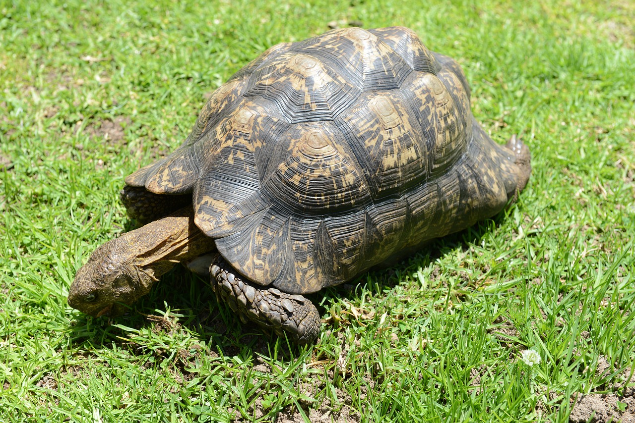 turtle reptile south africa free photo