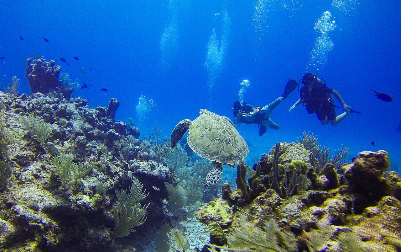 turtle diving diver free photo