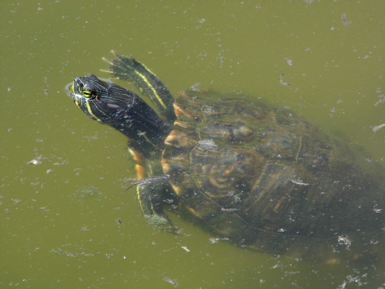 turtle water reptile free photo