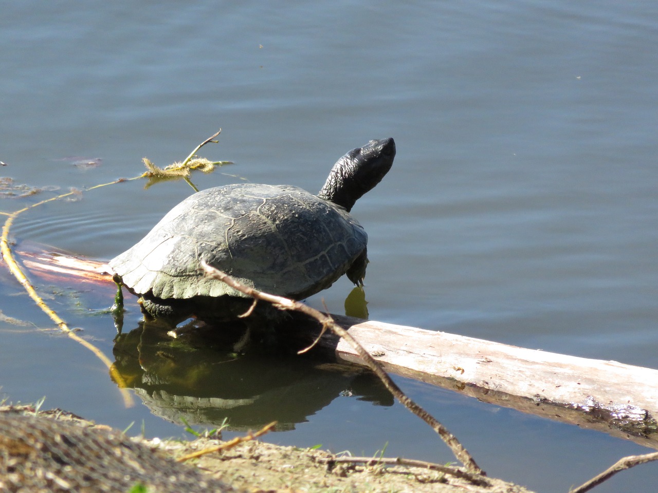 turtle pond reptile free photo