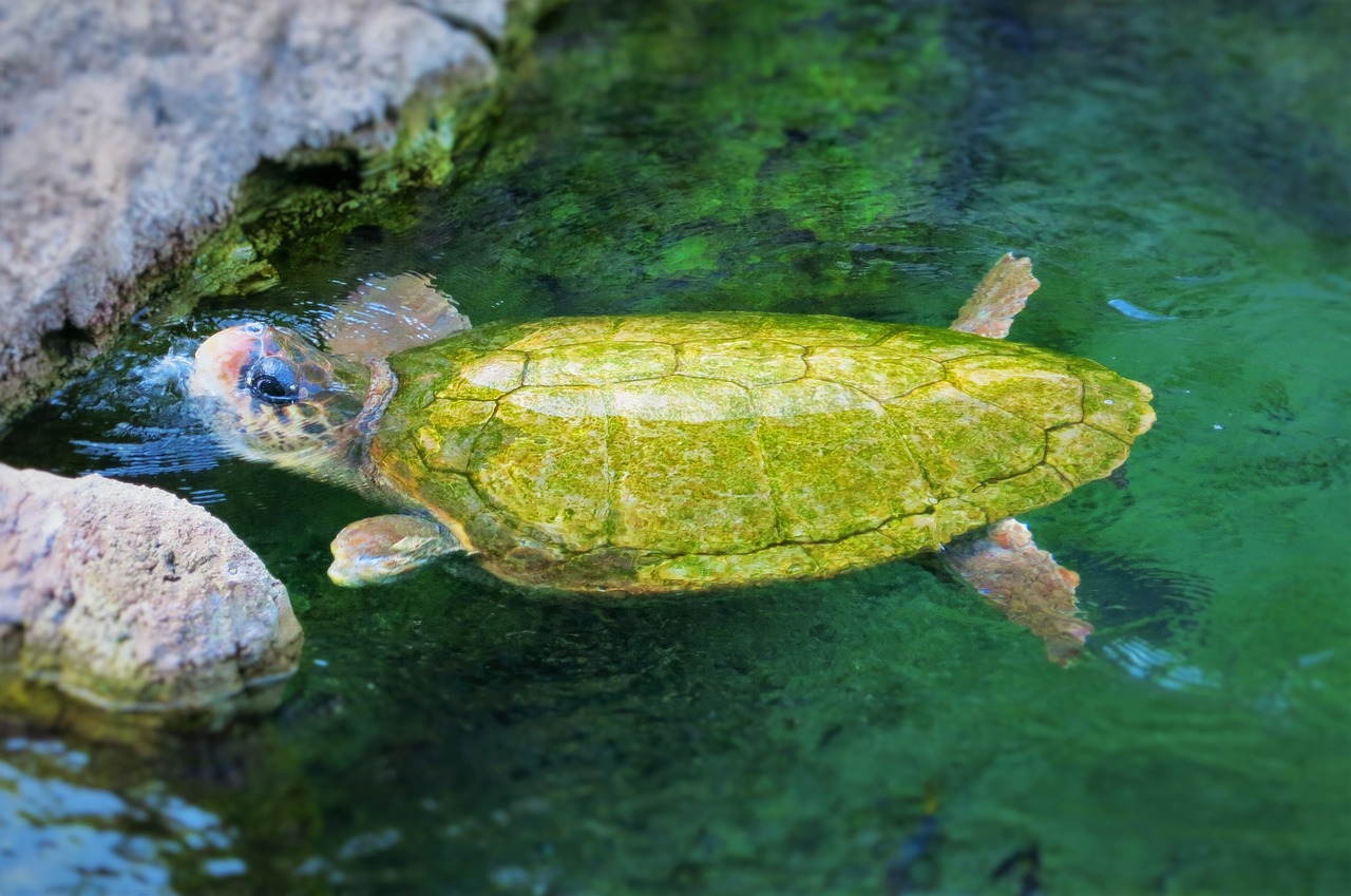 turtle seaworld orlando aquatic animal free photo