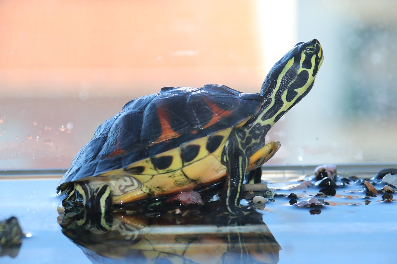 turtle aquarium water free photo