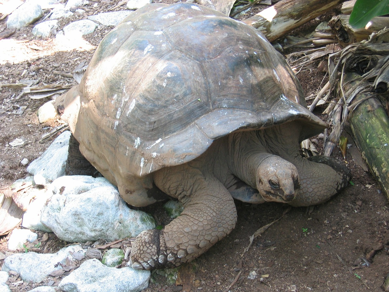 turtle giant tortoise tortoise free photo