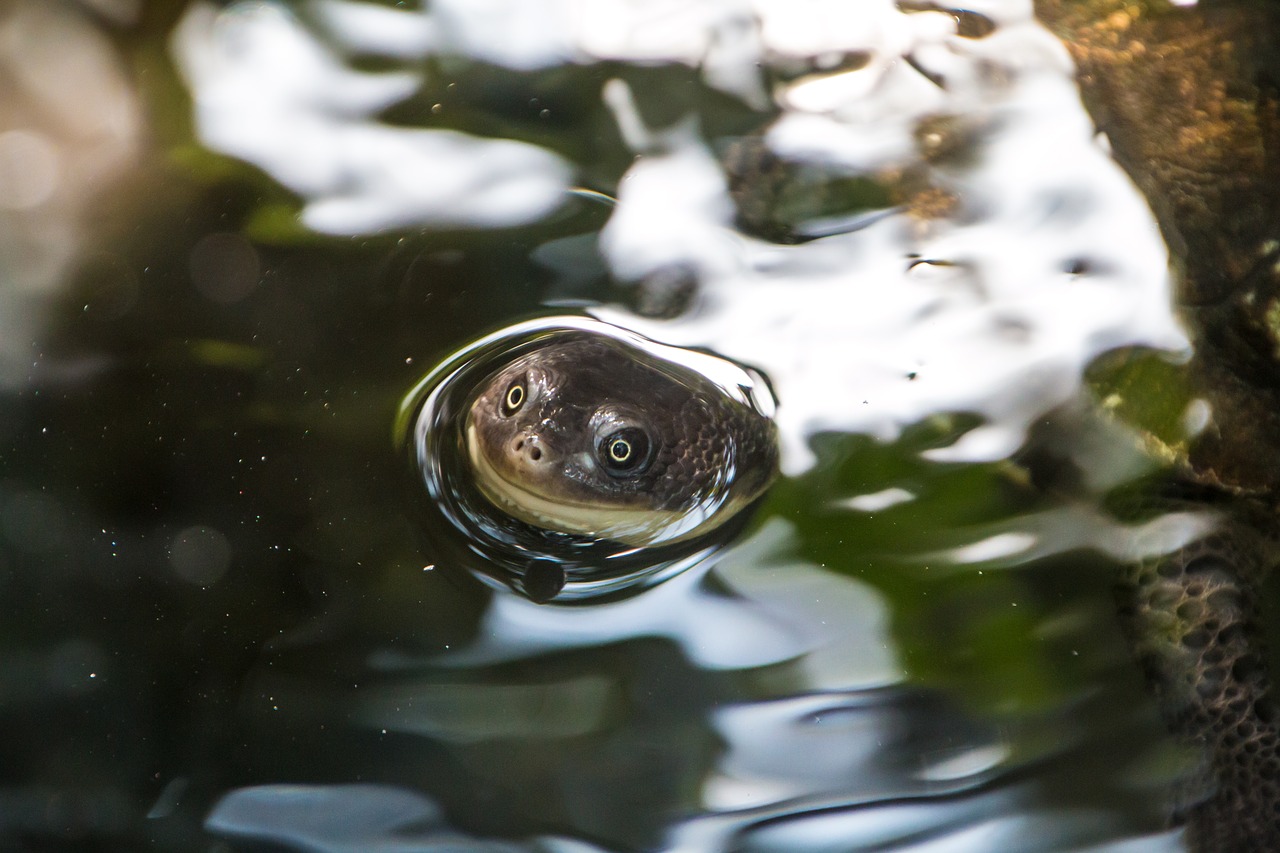 turtle happy head free photo