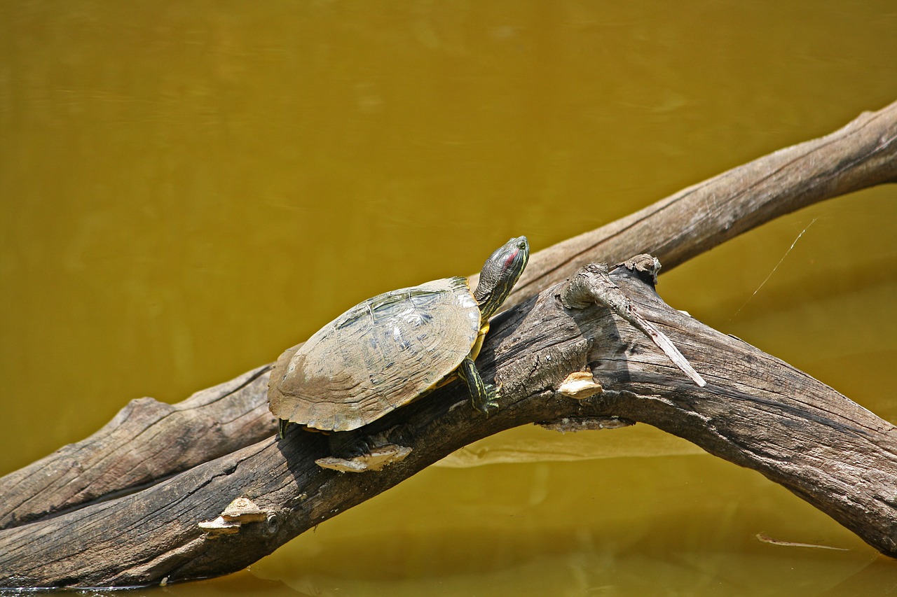 turtle box water free photo