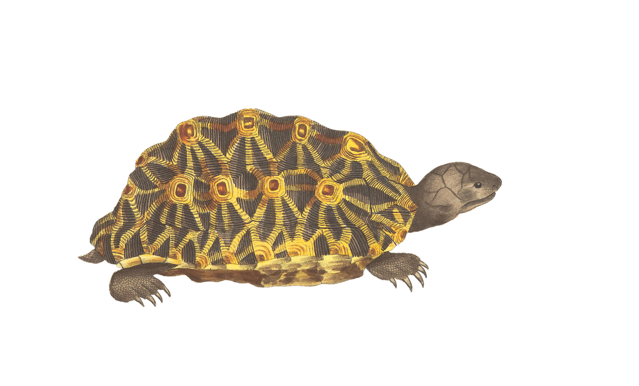 turtle animal reptile free photo