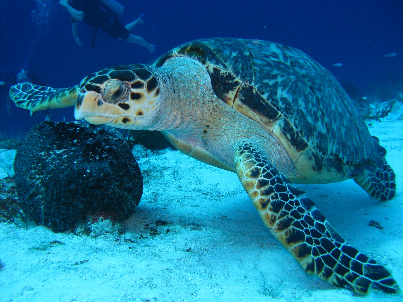 turtle underwater marine free photo