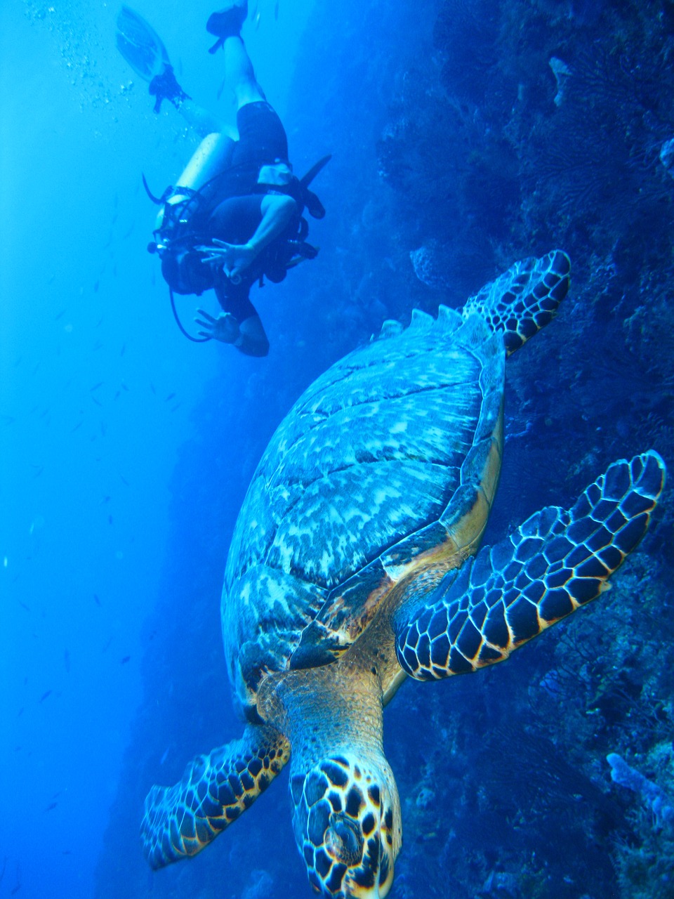 turtle underwater marine free photo