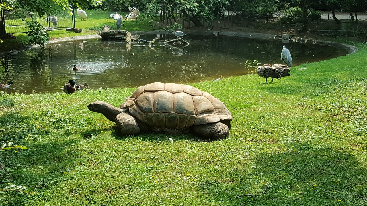 turtle animals zoo free photo