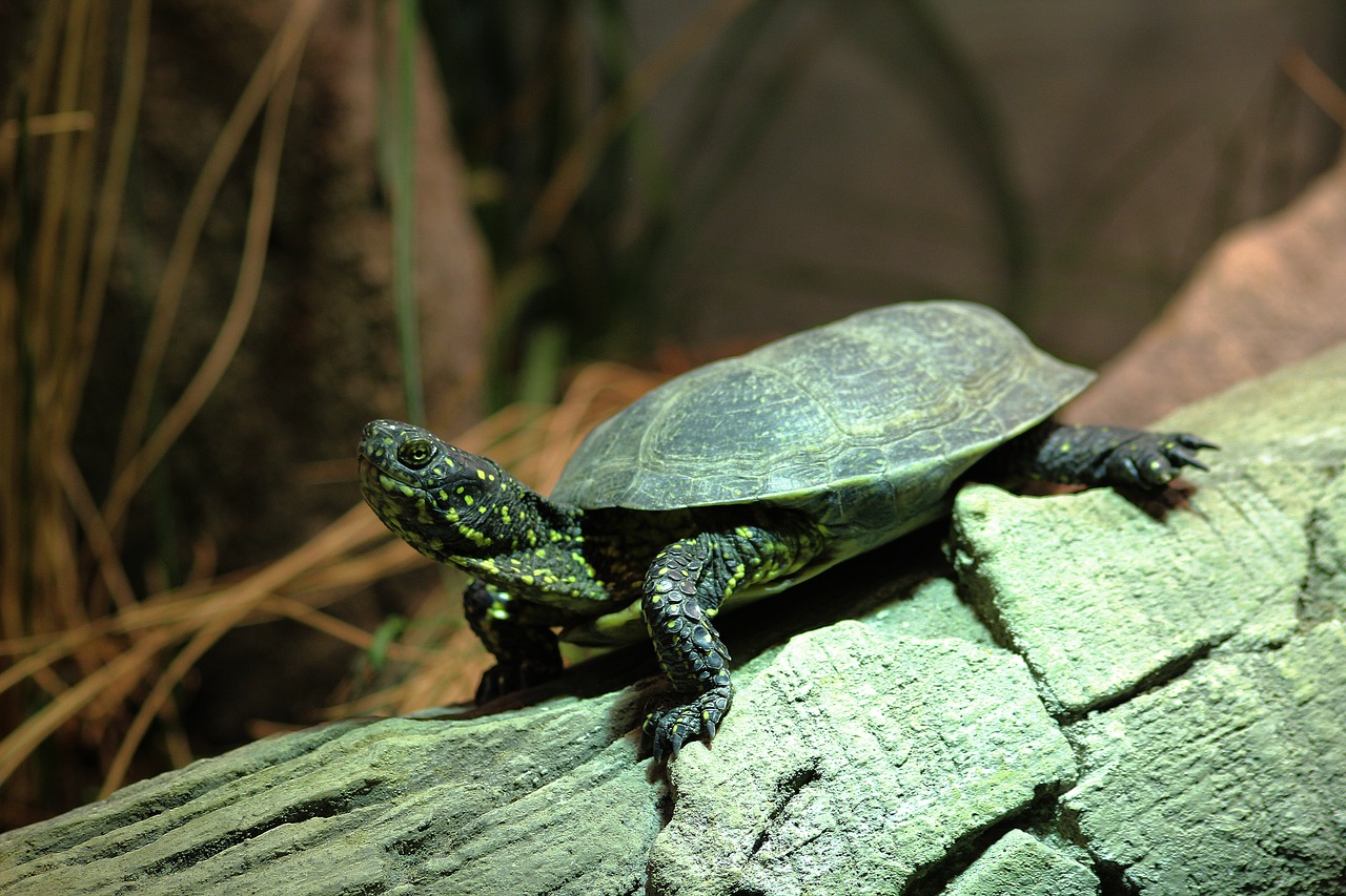 turtle animal nature jungle free photo