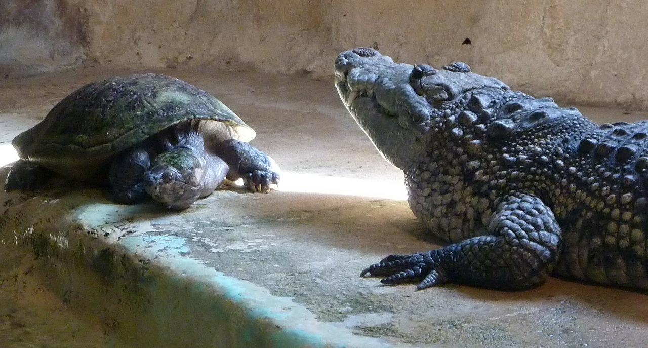 turtle crocodile animals free photo