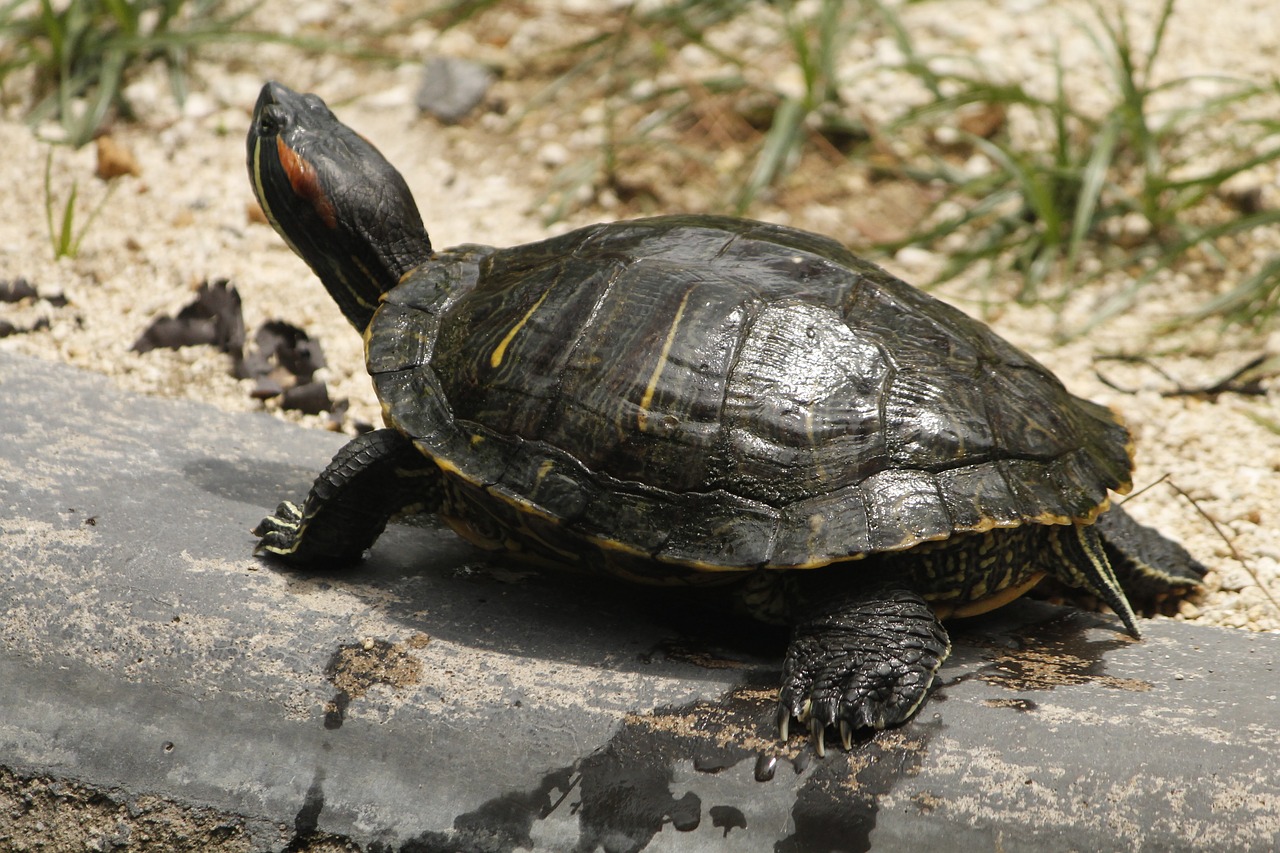 turtle water water animal free photo