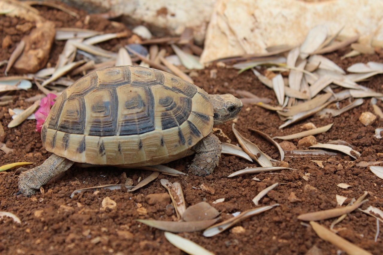 turtle dirt reptile free photo