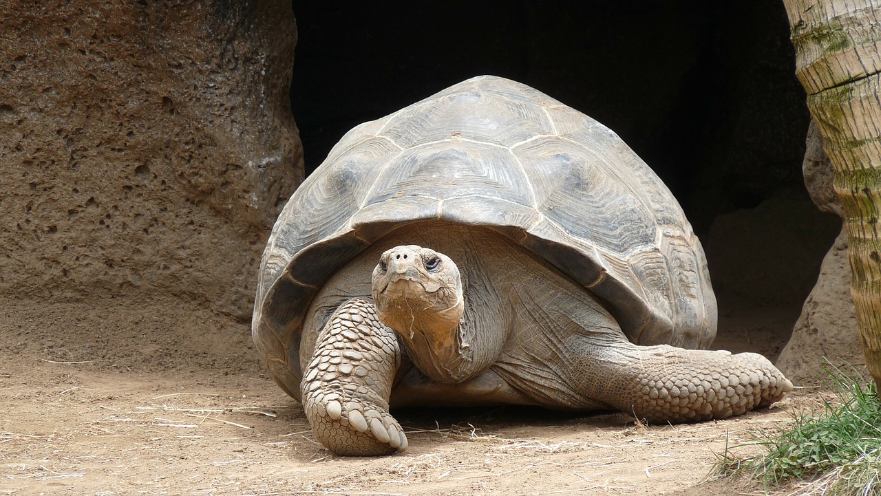 turtle marine giant tortoise free photo