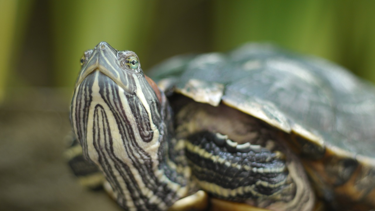 turtle home close up free photo