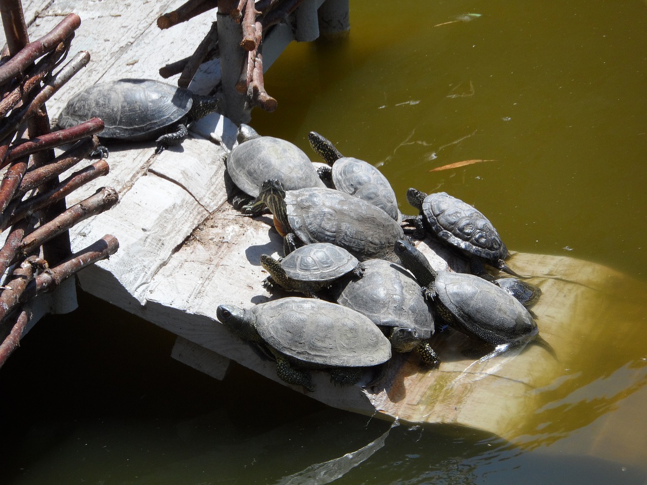 turtle lake in the sun free photo