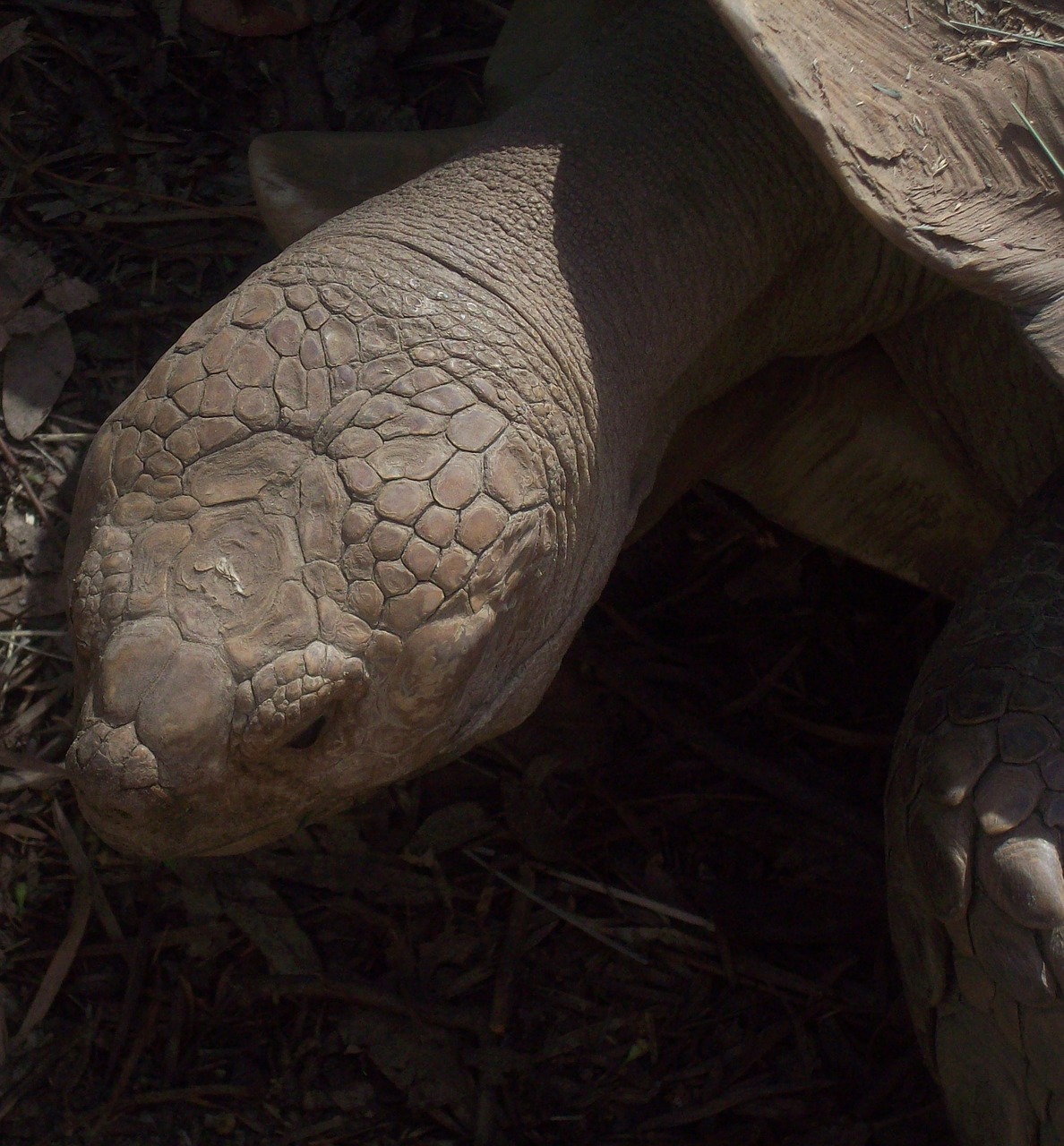 turtle tortoise animal free photo