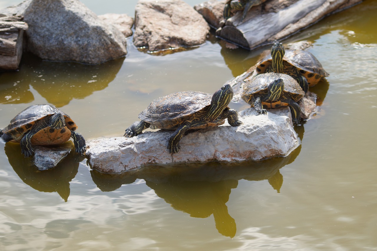 turtle group water free photo