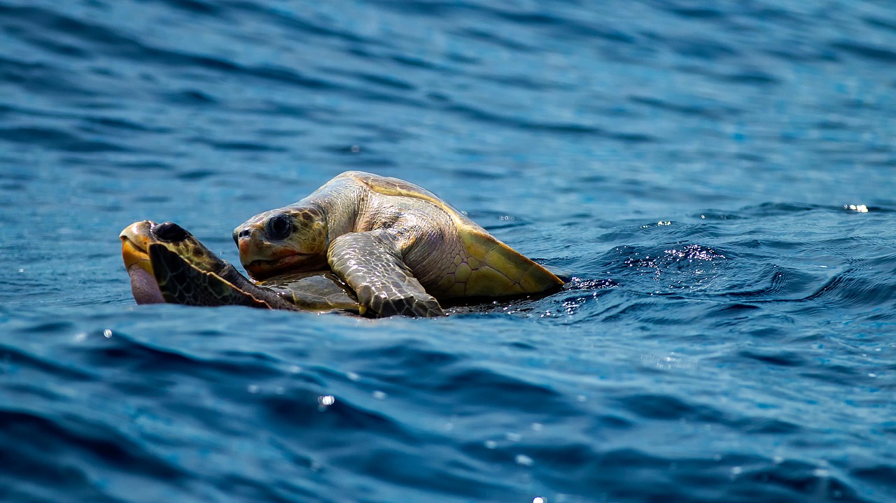 turtle turtles riding free photo