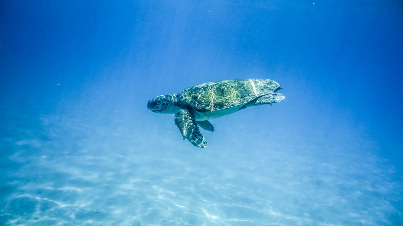 turtle sea sea turtle free photo