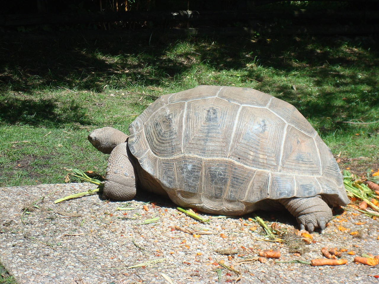 turtle animal carapace free photo